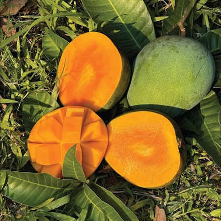 10 কেজি গোবিন্দভোগ  আম 1350 টাকা